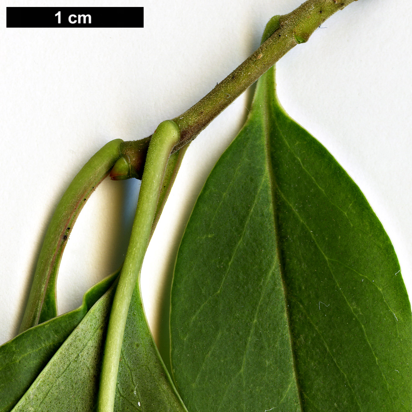 High resolution image: Family: Oleaceae - Genus: Ligustrum - Taxon: compactum 